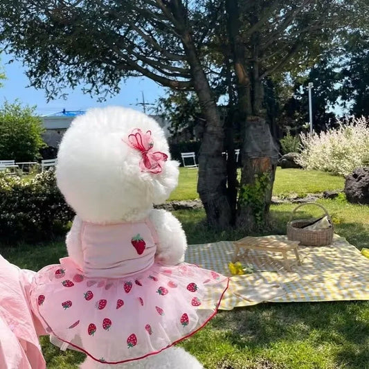 Small dog in strawberry daisy summer dress with ruffle skirt