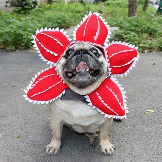 Cat wearing a scary flower Demogorgon cosplay hat for Halloween or costume party