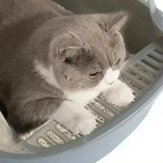 High-sided open cat litter box with low entry, designed for kittens, senior cats, and splash protection.