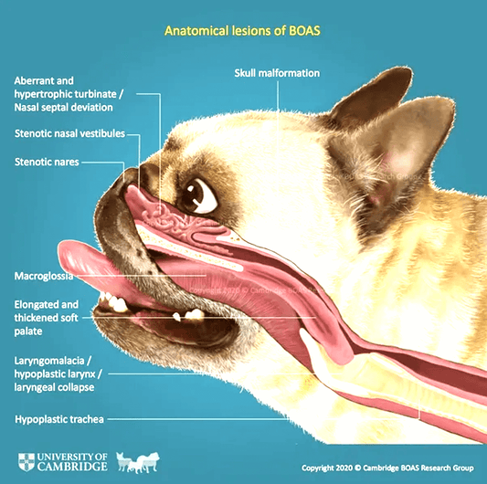 Brachycephalic Obstructive Airway Syndrome (BOAS) in Dogs: Causes, Symptoms, and Treatment