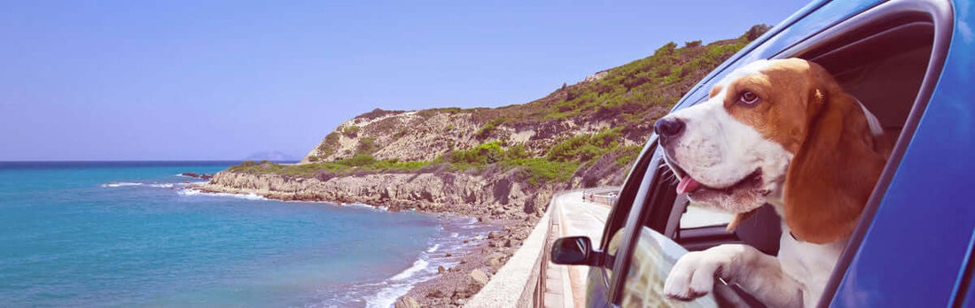 Top 10 Pet-Friendly Travel Destinations in North America