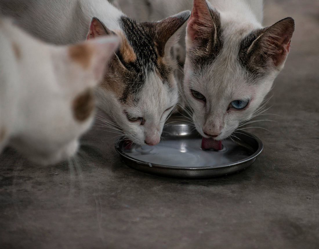 The Foundation of Cat Health & Nutrition