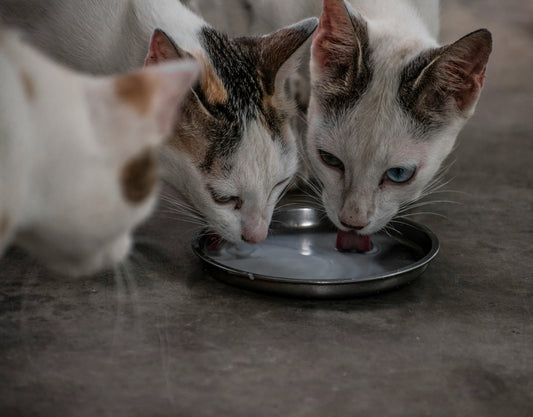 The Foundation of Cat Health & Nutrition