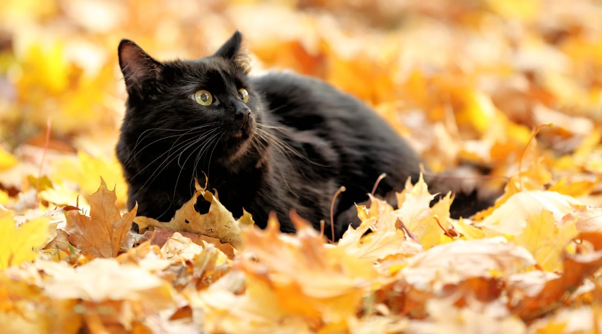 Cat on fallen leaves in autumn – fall collection for feline comfort
