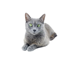 Russian Blue (Reserved and elegant)