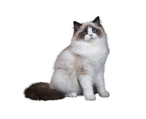 Ragdoll (Gentle and relaxed)