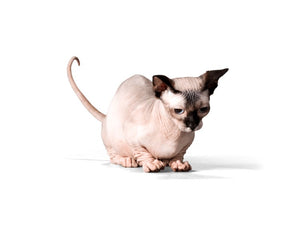 Sphynx (Highly social, curious, and interactive)