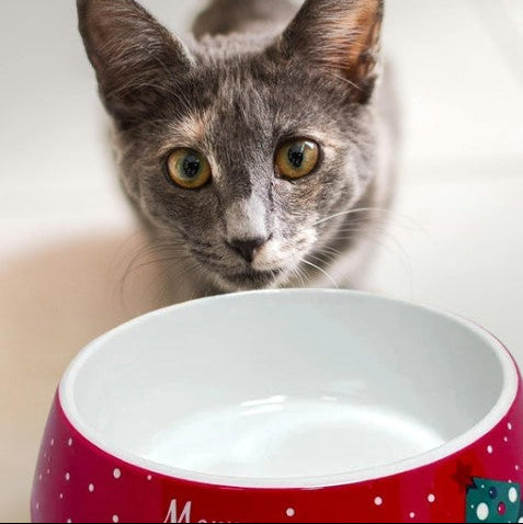 Christmas stainless steel pet bowl with a curious cat looking at it, showcasing festive holiday designs.
