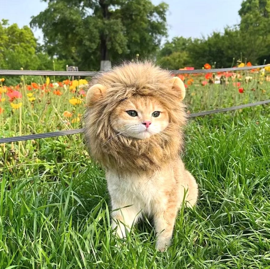 Cat wearing a fluffy lion mane hat, ideal for Halloween or costume parties.