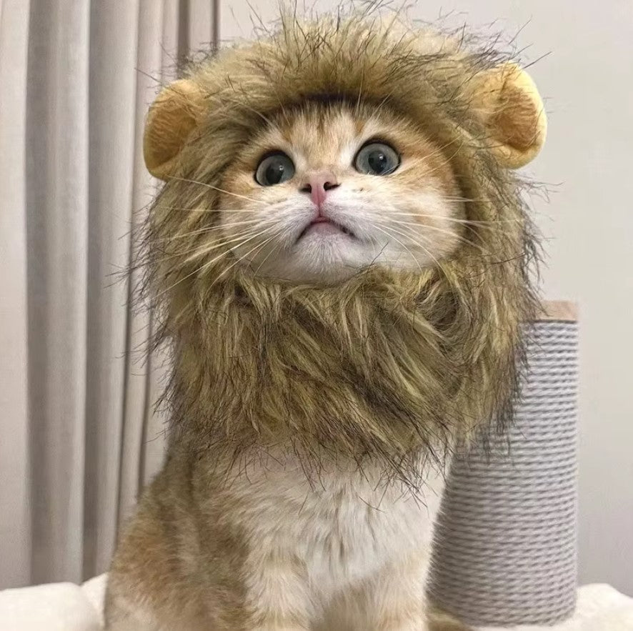 Cat wearing a fluffy lion mane hat, ideal for Halloween or costume parties.