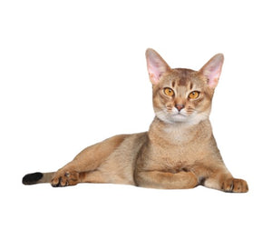 Abyssinian (Active and curious)