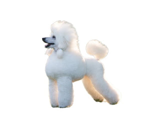 Poodle (Elegant, intelligent, and sociable)