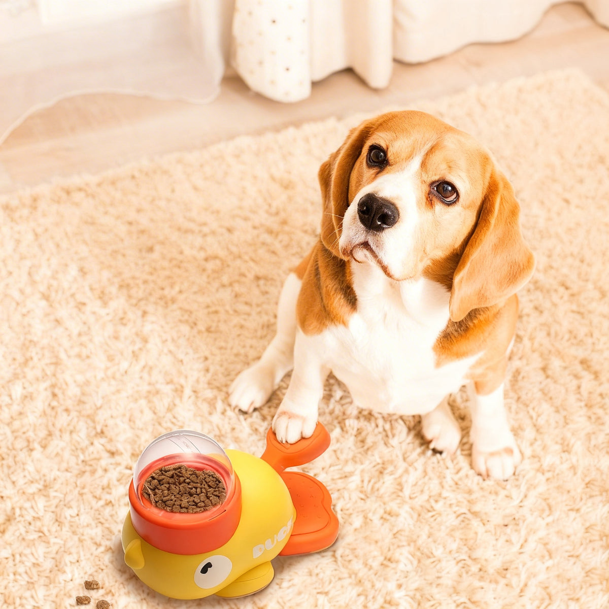 A beagle eagerly looking at the Interactive Feeder The Quack & Snack™ filled with dog treats.