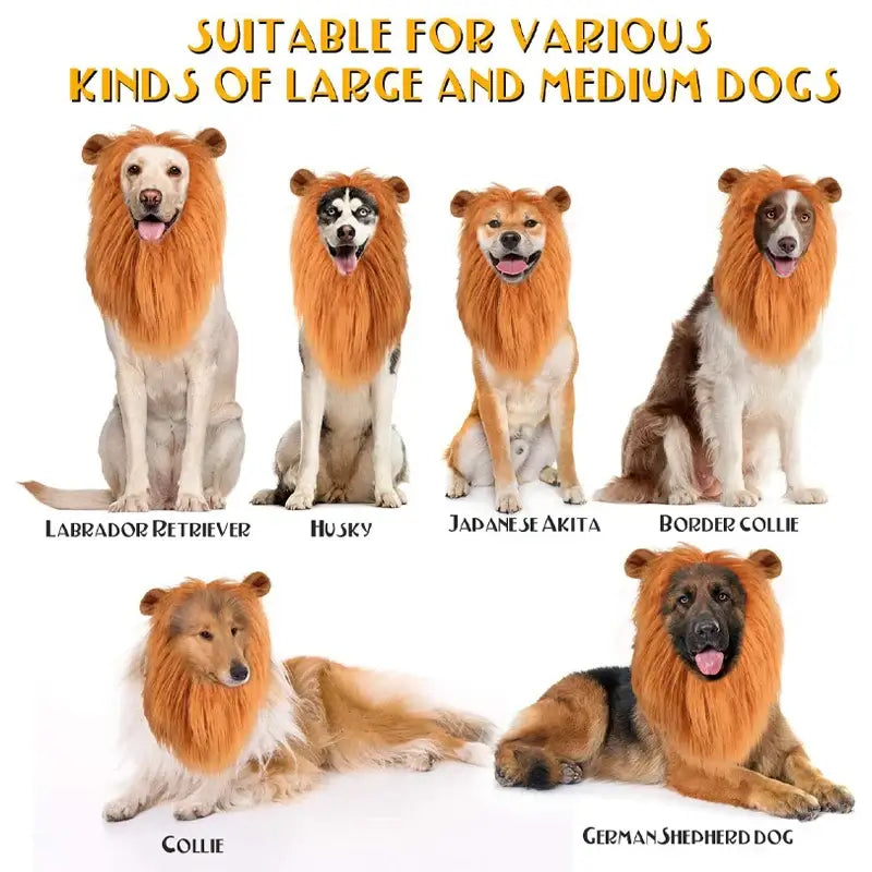 Dog wearing a fluffy lion mane costume hat.