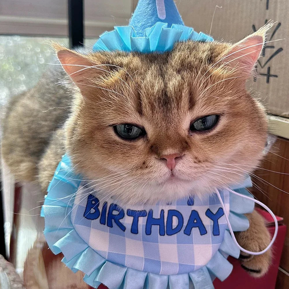 Small dog wearing birthday scarf and hat set for celebration or party