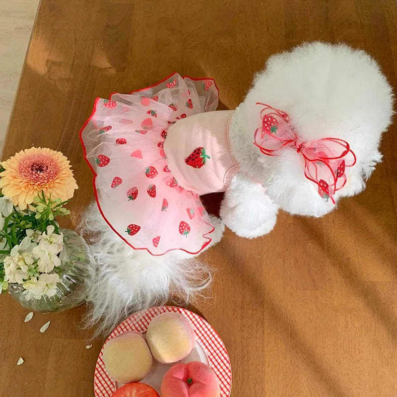 Small dog in strawberry daisy summer dress with ruffle skirt