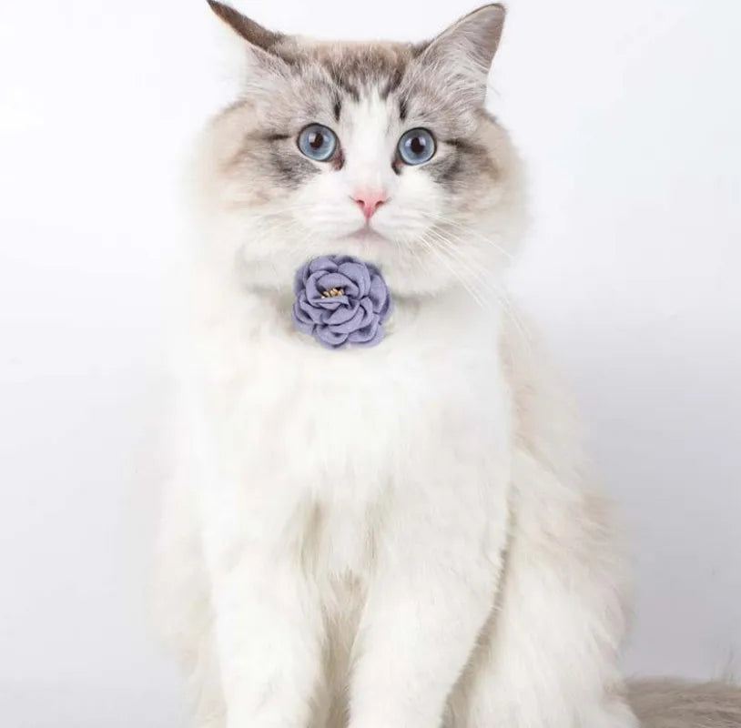 Adjustable bow tie pet collar with floral accent for cats and small dogs