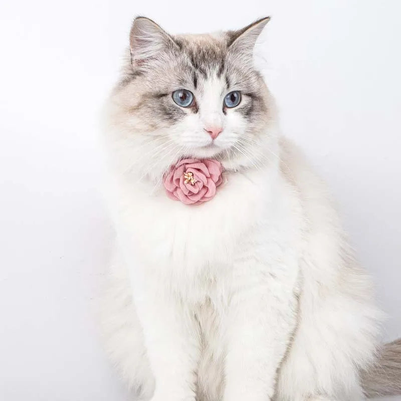 Adjustable bow tie pet collar with floral accent for cats and small dogs