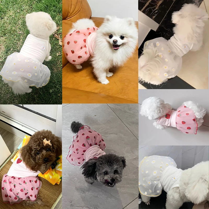 Small dog in strawberry daisy summer dress with ruffle skirt