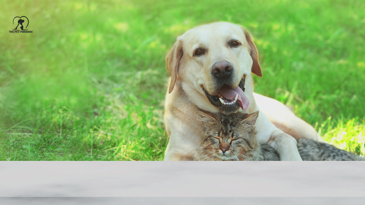 Load video: Discover our high-quality pet supplies—perfect for every season and every furry friend.